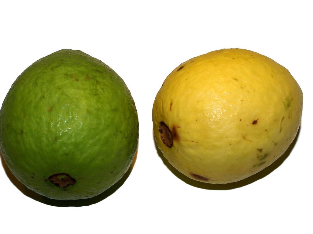 Confiture de goyave : la recette antillaise, sans pectine ajoutée