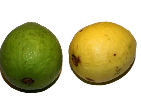 Confiture de goyave : la recette antillaise, sans pectine ajoutée
